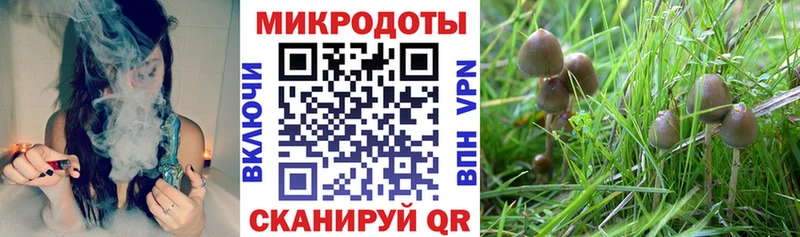 OMG ONION  Высоцк  Псилоцибиновые грибы Psilocybe 